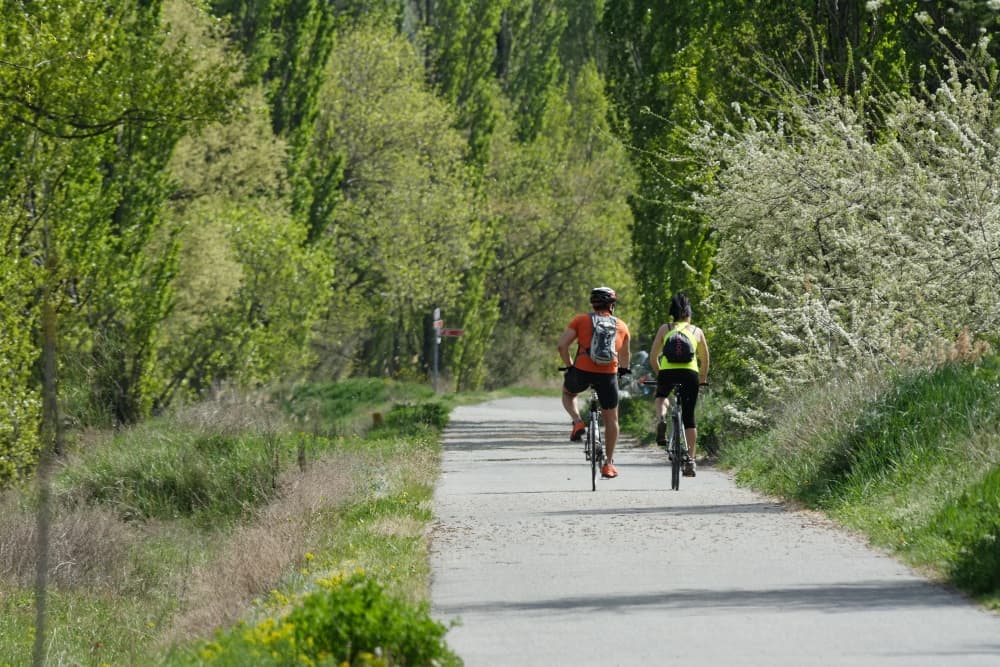 Two cyclists ride along a tree-lined path.