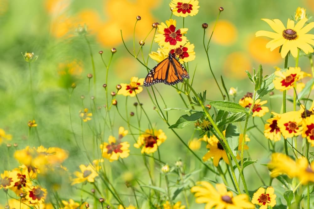 A monarch butterfly perched on vibrant yellow and red flowers in a sunny field.