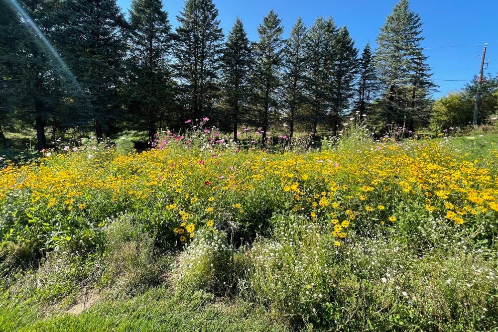 A vibrant meadow filled with yellow and pink wildflowers against a backdrop of tall evergreen trees under a clear blue sky.