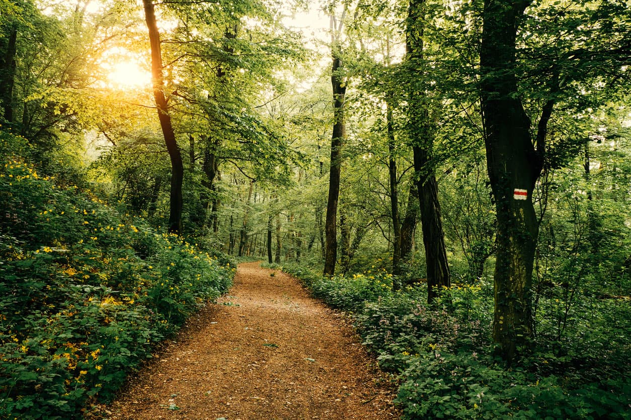 A sunlit path winds through a lush green forest.